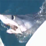 VIDEO: Shark fishing off NSW South Coast